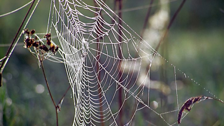 spider-web-1559986-800x450 (Image Credit Freeimages.com/Yvonne Stepanow
