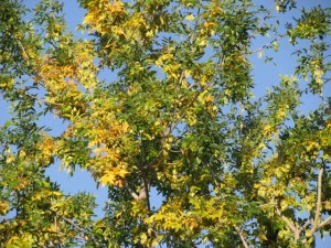 Does your business change like the leaves in September? Image credit Freeimages.com/Laura Shreck