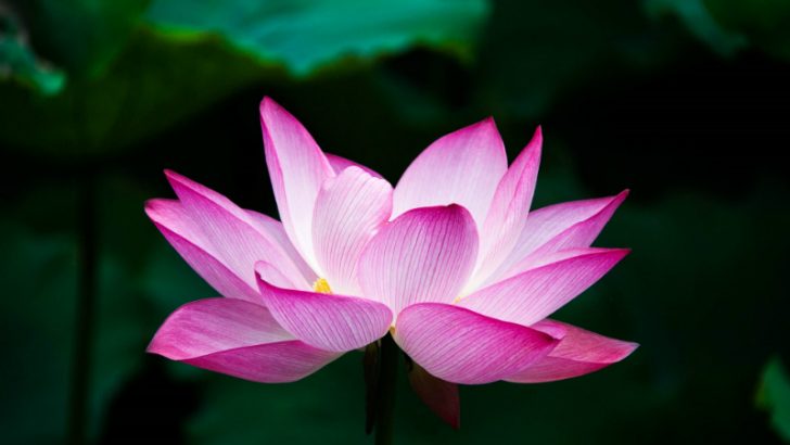 Lotus, China (IMage Source Pixabay/jennyzhh2008)