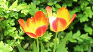 Tulips Image credit pixabay./ _Alicja_